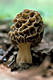 Morchella esculenta (L.)Pers.