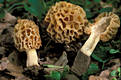 Morchella esculenta (L.)Pers.