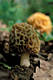 Morchella esculenta (L.)Pers.