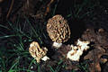 Morchella esculenta (L.)Pers.