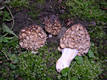 Morchella esculenta (L.)Pers.