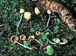 Mycena aurantiomarginata (Fr.)Qul.