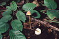 Mycena crocata (Schrad.:Fr.)Kummer