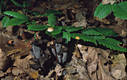 Mycena crocata (Schrad.:Fr.)Kummer