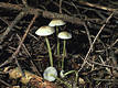 Mycena epipterygia (Scop.)Gray