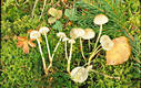 Mycena epipterygia (Scop.)Gray