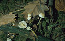 Mycena epipterygia (Scop.)Gray