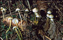 Mycena epipterygia (Scop.)Gray