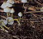 Mycena epipterygia (Scop.)Gray