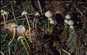 Mycena epipterygia (Scop.)Gray