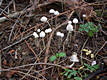 Mycena epipterygia (Scop.)Gray