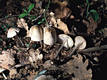 Mycena galericulata (Scop.:Fr.)Gray