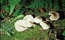 Mycena galericulata (Scop.:Fr.)Gray