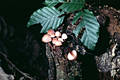 Mycena haematopus (Pers.:Fr.)Kummer