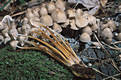 Mycena inclinata (Fr.)Qul.