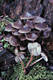 Mycena inclinata (Fr.)Qul.