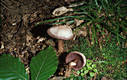 Mycena pelianthina (Fr.)Qul.