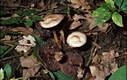 Mycena pelianthina (Fr.)Qul.