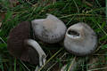 Mycena pelianthina (Fr.)Qul.