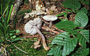 Mycena pura (Pers.:Fr.)Kummer