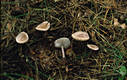 Mycena pura (Pers.:Fr.)Kummer