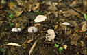 Mycena pura (Pers.:Fr.)Kummer