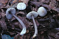 Mycena pura (Pers.:Fr.)Kummer