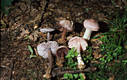 Mycena pura (Pers.:Fr.)Kummer