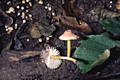 Mycena renati Qul.