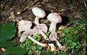 Mycena rosea (Bull.)Gramb.