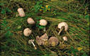 Mycena rosea (Bull.)Gramb.