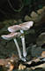 Mycena rosea (Bull.)Gramb.