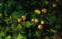 Mycena rosella (Fr.)Kummer