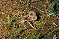 Omphalina sphagnicola (Berk.)Moser