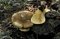 Paxillus atrotomentosus (Batsch:Fr.)Fr.