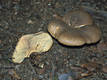 Paxillus atrotomentosus (Batsch:Fr.)Fr.