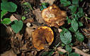 Paxillus involutus (Batsch:Fr.)Fr.