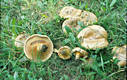 Paxillus involutus (Batsch:Fr.)Fr.