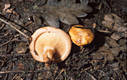 Paxillus involutus (Batsch:Fr.)Fr.