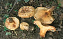 Paxillus involutus (Batsch:Fr.)Fr.