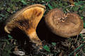 Paxillus involutus (Batsch:Fr.)Fr.