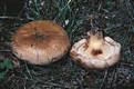 Paxillus involutus (Batsch:Fr.)Fr.