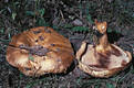 Paxillus involutus (Batsch:Fr.)Fr.