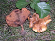 Paxillus involutus (Batsch:Fr.)Fr.