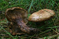 Paxillus involutus (Batsch:Fr.)Fr.