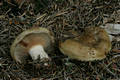 Paxillus involutus (Batsch:Fr.)Fr.