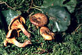 Paxillus rubicundulus Orton