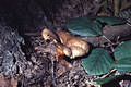 Paxillus rubicundulus Orton