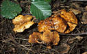 Paxillus rubicundulus Orton