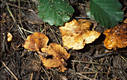 Paxillus rubicundulus Orton